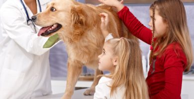 Disability Insurance for Veterinarians